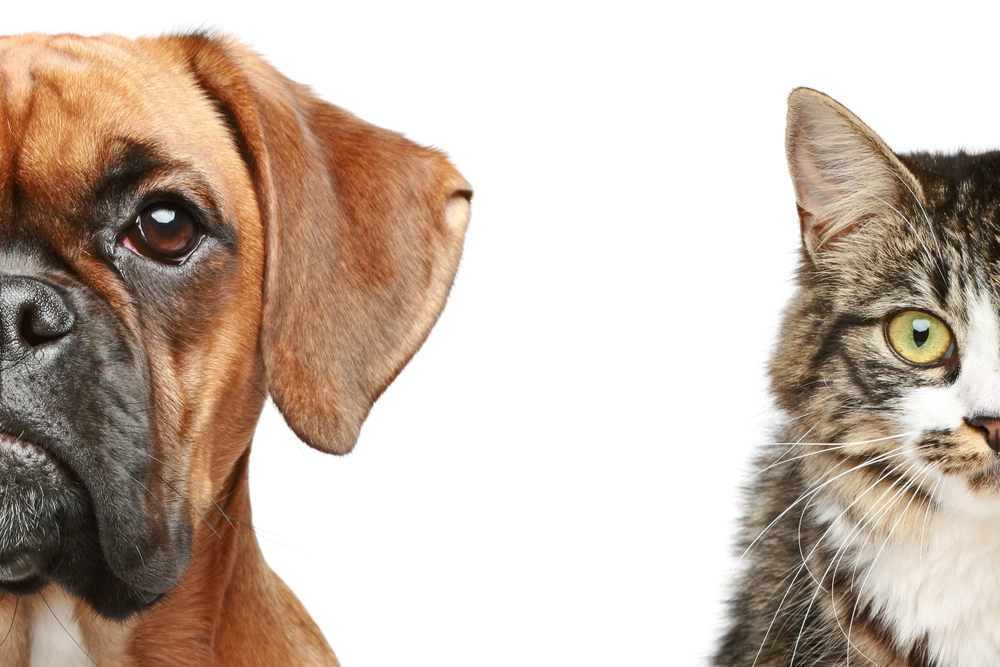 can dogs and cats sense supernatural