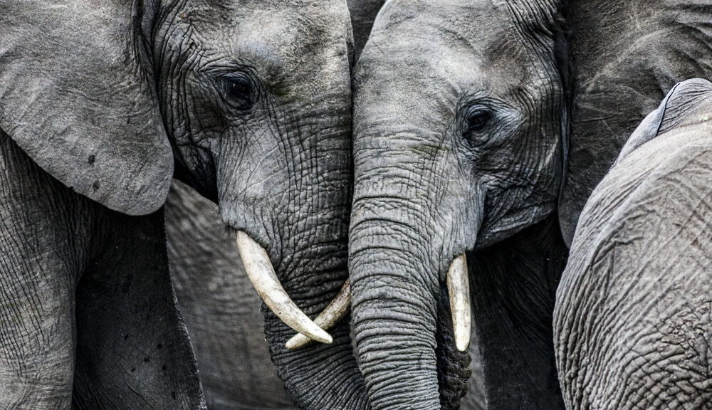 elephants embracing each other, religion