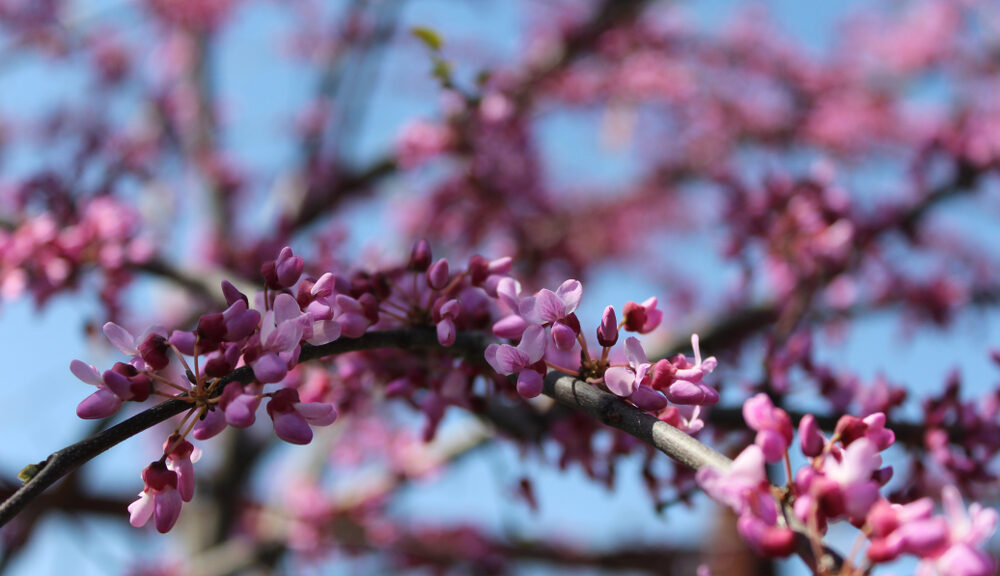 spring flowers